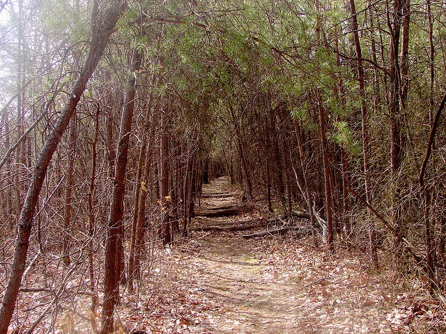 Berea Forest Hiking